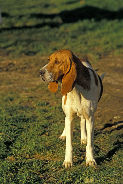 Найти Артуазская гончая на Бирже домашних животных | Pet Yes