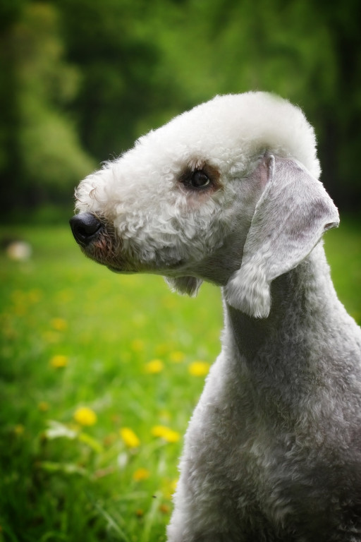 Купить Бедлингтон-терьер на Бирже домашних животных | Pet Yes