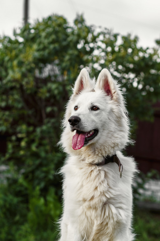 Купить Белая швейцарская овчарка на Бирже домашних животных | Pet Yes