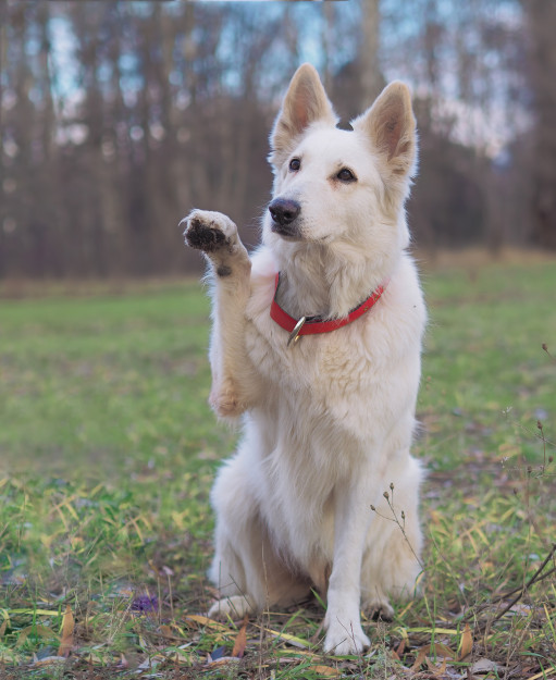Найти Белая швейцарская овчарка на Бирже домашних животных | Pet Yes