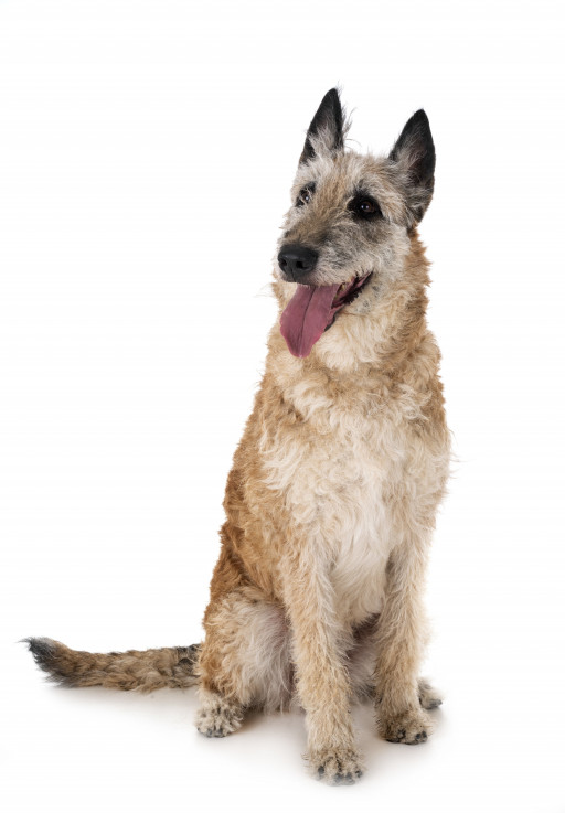 Найти Бельгийская овчарка лакенуа на Бирже домашних животных | Pet Yes