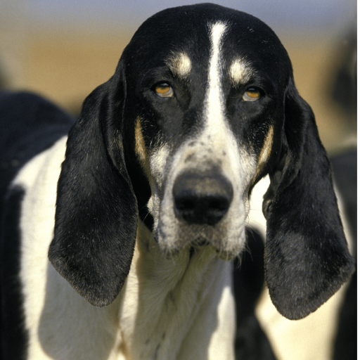 Купить Большая англо-французская бело-черная гончая на Бирже домашних животных | Pet Yes