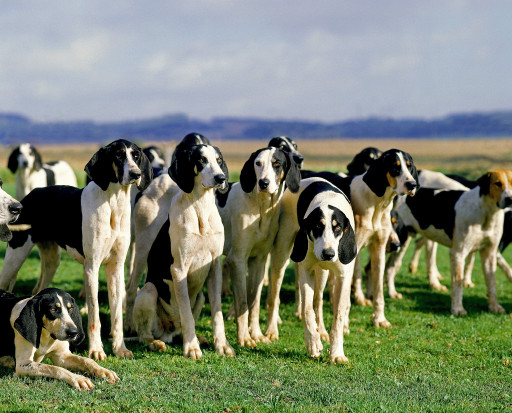 Найти Большая англо-французская бело-черная гончая на Бирже домашних животных | Pet Yes