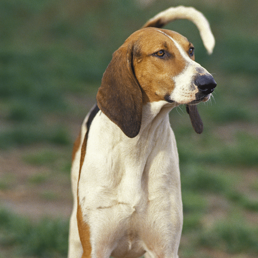 Купить Большая англо-французская трехцветная гончая на Бирже домашних животных | Pet Yes