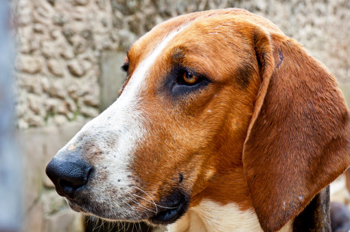 Выбрать Большая англо-французская трехцветная гончая на Бирже домашних животных | Pet Yes