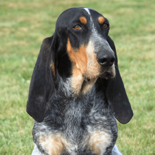 Купить Большая голубая гасконская гончая на Бирже домашних животных | Pet Yes