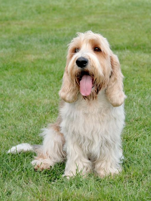 Выбрать Большой вандейский бассет-гриффон на Бирже домашних животных | Pet Yes