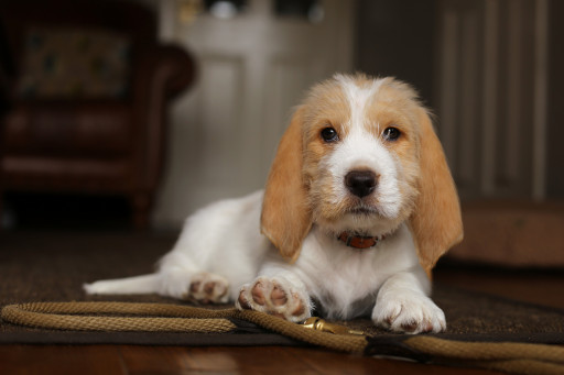 Фото Большой вандейский бассет-гриффон на Бирже домашних животных | Pet Yes