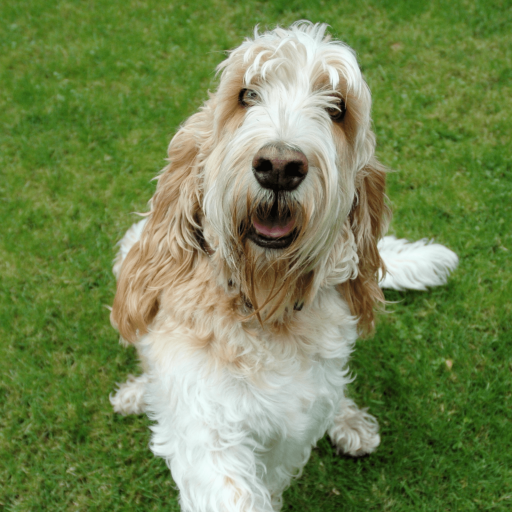 Купить Большой вандейский гриффон на Бирже домашних животных | Pet Yes