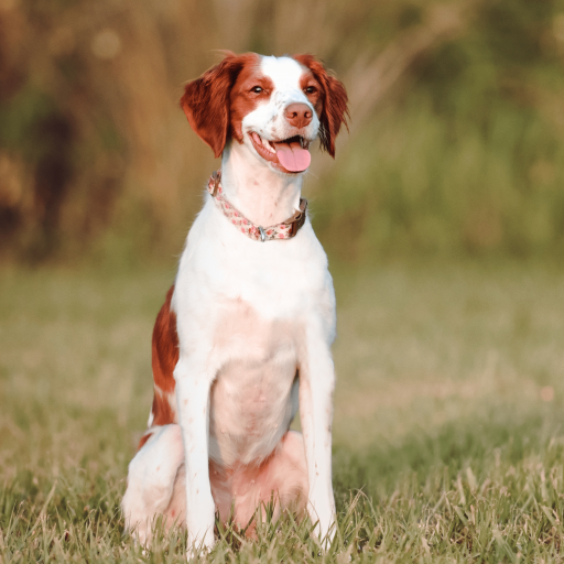 Купить Бретонский эпаньол на Бирже домашних животных | Pet Yes