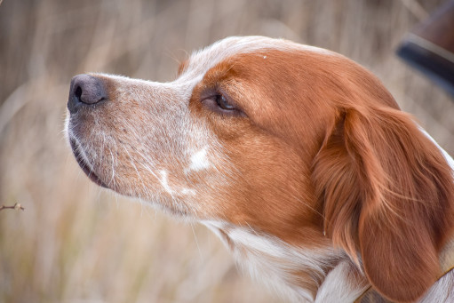 Бретонский эпаньол на Бирже домашних животных | Pet Yes
