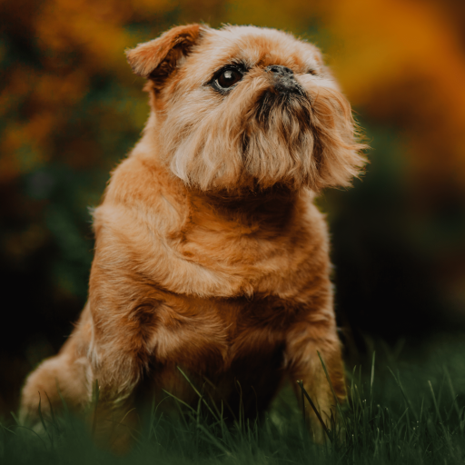 Купить Брюссельский гриффон на Бирже домашних животных | Pet Yes