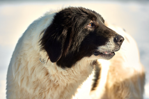Фото Буковинская овчарка на Бирже домашних животных | Pet Yes