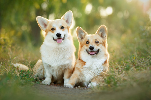 Найти Вельш-корги-пемброк на Бирже домашних животных | Pet Yes