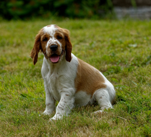 Выбрать Вельш-спрингер-спаниель на Бирже домашних животных | Pet Yes