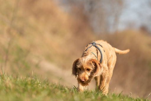 Венгерская выжла жесткошерстная на Бирже домашних животных | Pet Yes