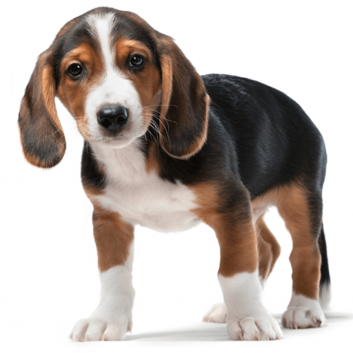 Купить Вестфальский таксообразный бракк на Бирже домашних животных | Pet Yes
