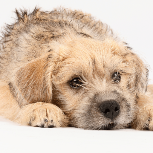 Купить Голландский смоусхонд на Бирже домашних животных | Pet Yes
