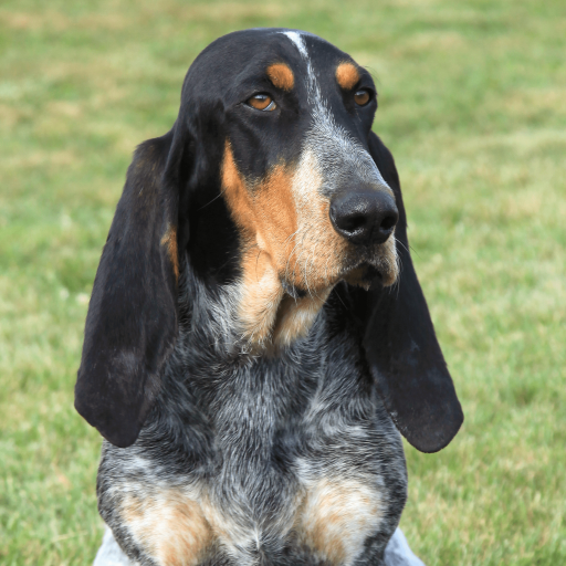Купить Голубой гасконский бассет на Бирже домашних животных | Pet Yes