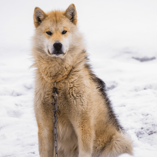 Купить Гренландская собака на Бирже домашних животных | Pet Yes