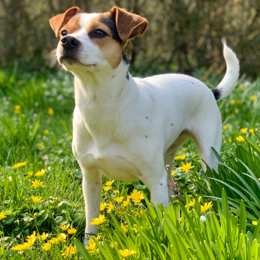 Купить Датско-шведская фермерская собака на Бирже домашних животных | Pet Yes