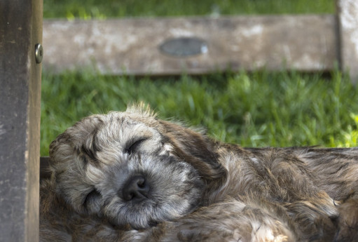 Денди-динмонт-терьер на Бирже домашних животных | Pet Yes