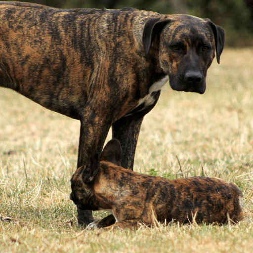 Купить Древесная теннессийская тигровая собака на Бирже домашних животных | Pet Yes