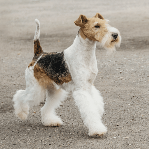 Купить Жесткошерстный фокстерьер на Бирже домашних животных | Pet Yes