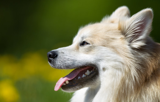 Выбрать Исландская собака длинношерстная на Бирже домашних животных | Pet Yes