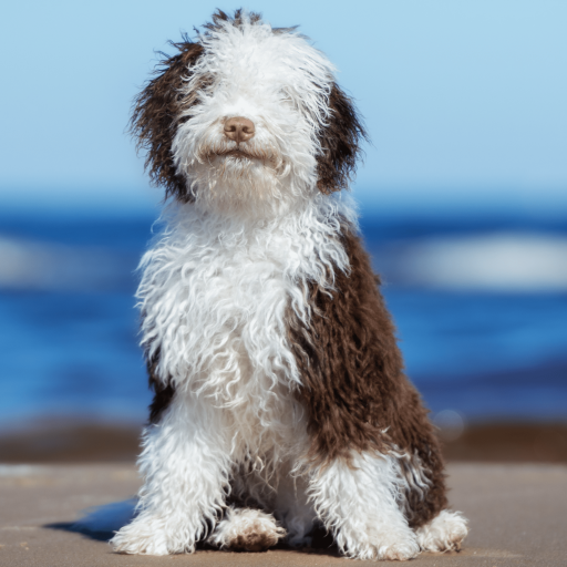Купить Испанская водяная собака на Бирже домашних животных | Pet Yes