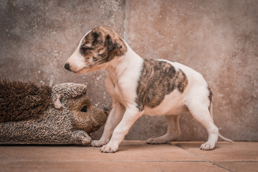Фото Испанский гальго гладкошерстный на Бирже домашних животных | Pet Yes