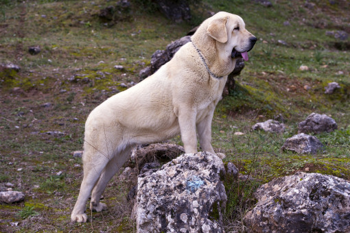 Найти Испанский мастиф на Бирже домашних животных | Pet Yes