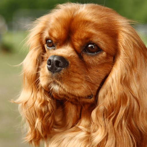 Купить Кавалер-кинг-чарльз-спаниель на Бирже домашних животных | Pet Yes