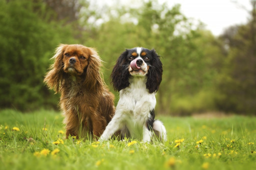 Выбрать Кавалер-кинг-чарльз-спаниель на Бирже домашних животных | Pet Yes