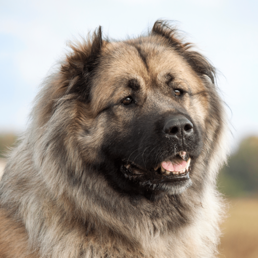 Купить Кавказская овчарка на Бирже домашних животных | Pet Yes