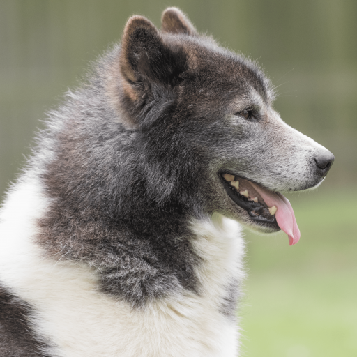 Купить Канадская эскимосская собака на Бирже домашних животных | Pet Yes