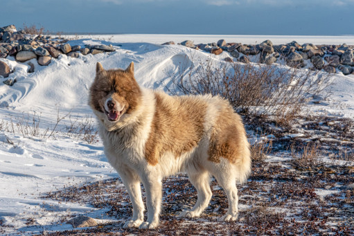 Найти Канадская эскимосская собака на Бирже домашних животных | Pet Yes