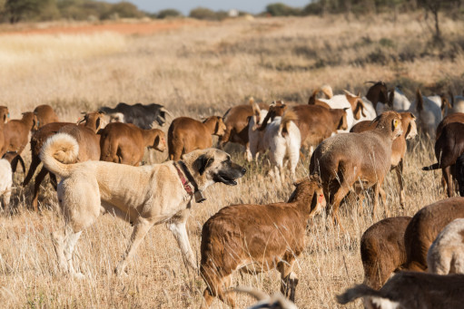 Выбрать Кангальская овчарка, кангал на Бирже домашних животных | Pet Yes