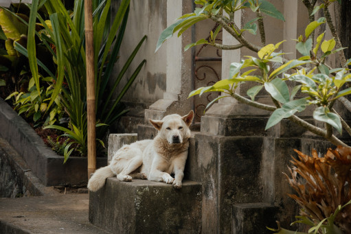 Найти Кинтамани на Бирже домашних животных | Pet Yes