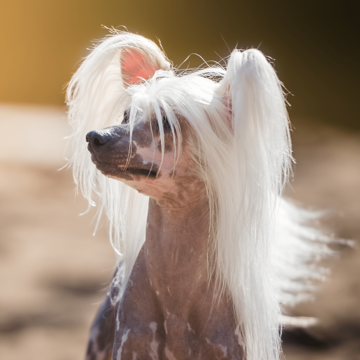 Купить Китайская хохлатая собака голая на Бирже домашних животных | Pet Yes