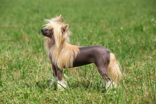 Выбрать Китайская хохлатая собака голая на Бирже домашних животных | Pet Yes