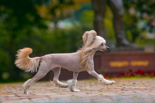 Фото Китайская хохлатая собака голая на Бирже домашних животных | Pet Yes