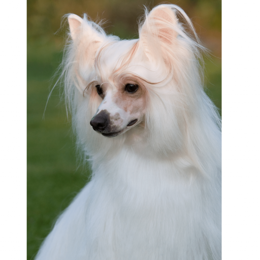 Купить Китайская хохлатая собака паудерпуфф на Бирже домашних животных | Pet Yes