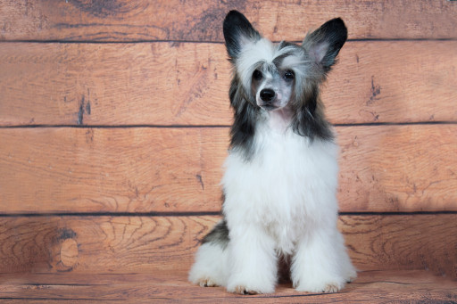 Найти Китайская хохлатая собака паудерпуфф на Бирже домашних животных | Pet Yes