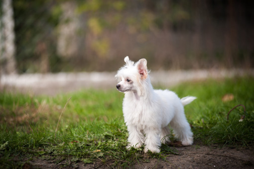 Выбрать Китайская хохлатая собака паудерпуфф на Бирже домашних животных | Pet Yes