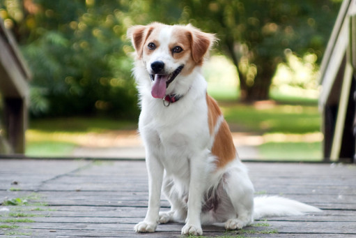 Выбрать Кромфорлендер гладкошерстный на Бирже домашних животных | Pet Yes