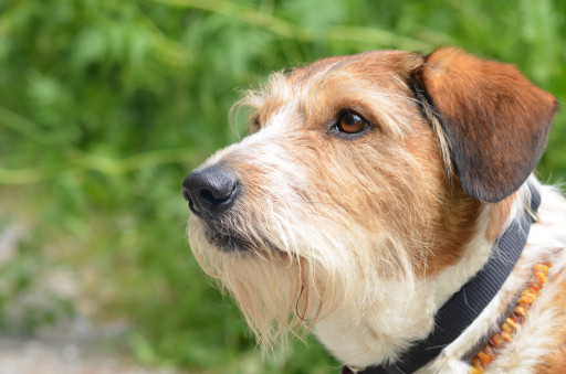 Выбрать Кромфорлендер жесткошерстный на Бирже домашних животных | Pet Yes