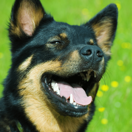 Купить Лопарская оленегонная собака на Бирже домашних животных | Pet Yes