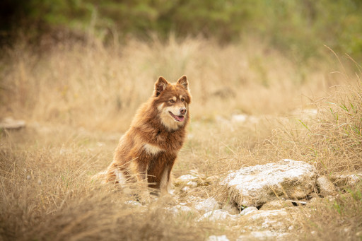 Найти Лопарская оленегонная собака на Бирже домашних животных | Pet Yes