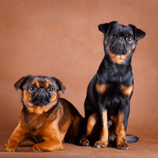 Купить Малый брабансон на Бирже домашних животных | Pet Yes